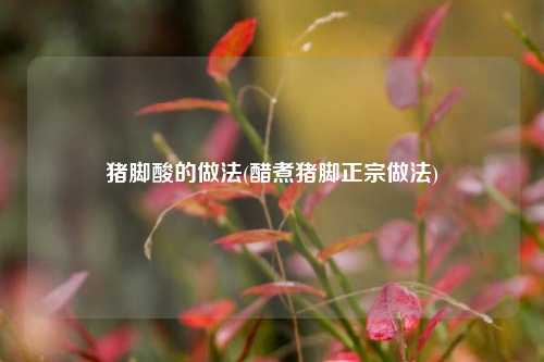 猪脚酸的做法(醋煮猪脚正宗做法)
